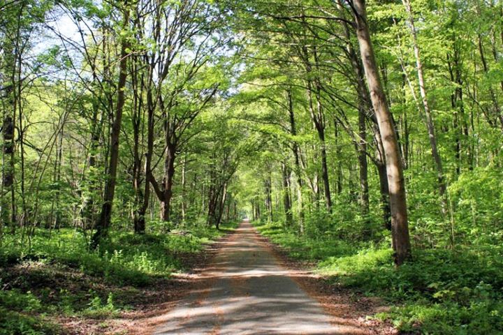 Forêt de Saint-Germain-en-Laye